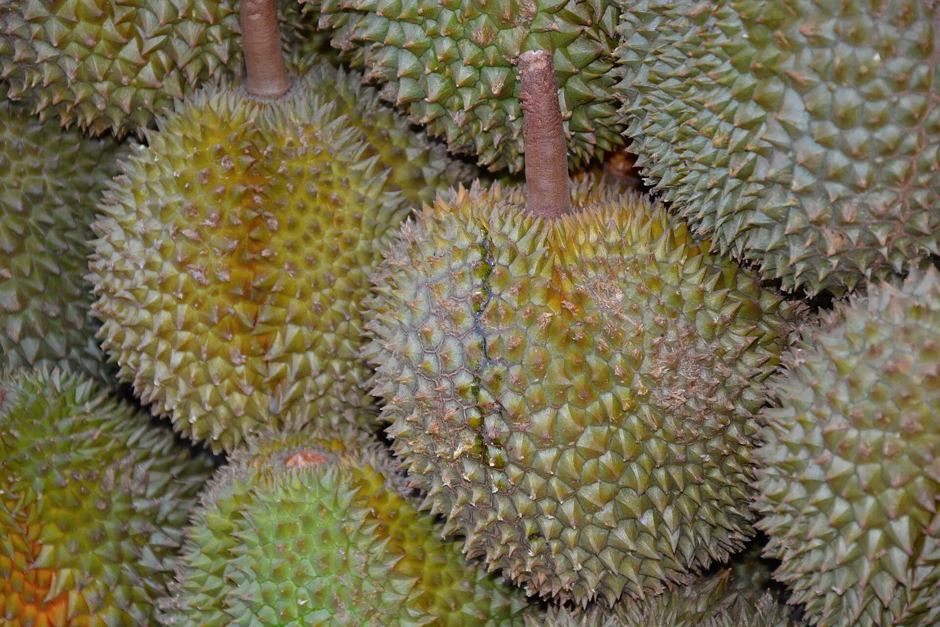 ทุเรียนหมอนทองระยอง