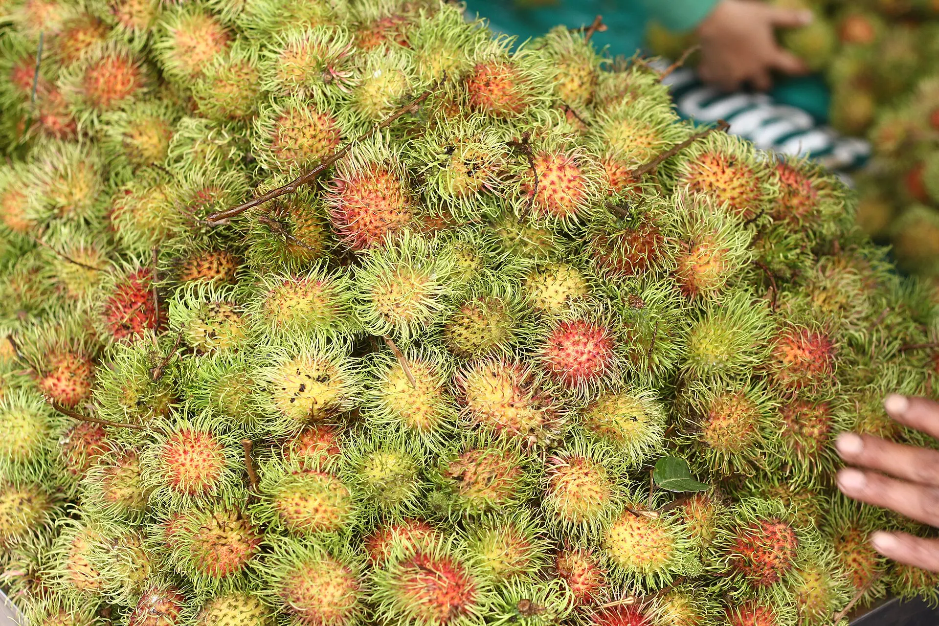 สวนผลไม้ตามฤดู